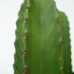 Kandelabertræ - Euphorbia ingens - Højde 85-95cm - ⌀24cm