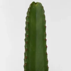 Kandelabertræ - Euphorbia ingens - Højde 85-95cm - ⌀24cm