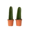 Kandelabertræ - Sæt med 2 - Euphorbia ingens - Højde 40-50cm - ⌀18cm