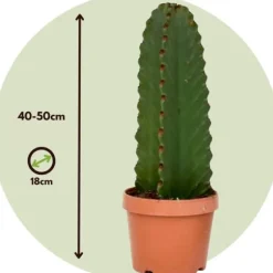 Kandelabertræ - Sæt med 2 - Euphorbia ingens - Højde 40-50cm - ⌀18cm