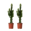 Kandelabertræ - Sæt med 2 - Euphorbia ingens - Højde 50-60cm - ⌀17cm
