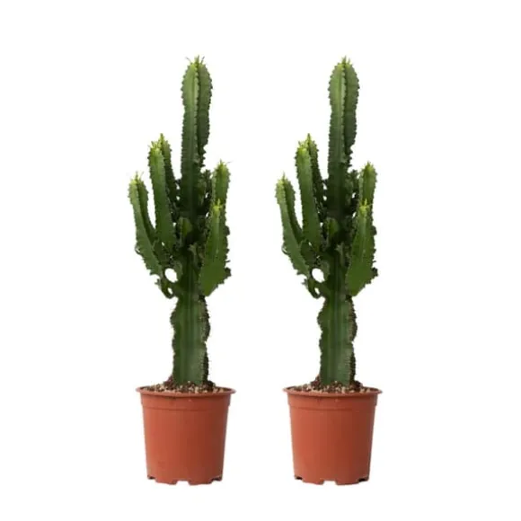 Kandelabertræ - Sæt med 2 - Euphorbia ingens - Højde 50-60cm - ⌀17cm