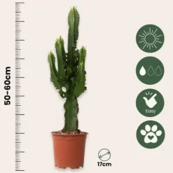 Kandelabertræ - Sæt med 2 - Euphorbia ingens - Højde 50-60cm - ⌀17cm