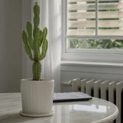 Kandelabertræ - Sæt med 2 - Euphorbia ingens - Højde 50-60cm - ⌀17cm