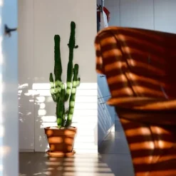 Kandelabertræ - Sæt med 2 - Euphorbia ingens - Højde 50-60cm - ⌀17cm
