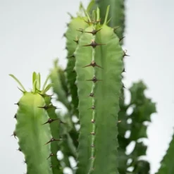 Kandelabertræ - Sæt med 2 - Euphorbia ingens - Højde 50-60cm - ⌀17cm