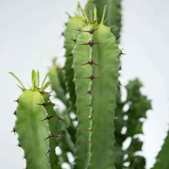 Kandelabertræ - Sæt med 2 - Euphorbia ingens - Højde 50-60cm - ⌀17cm