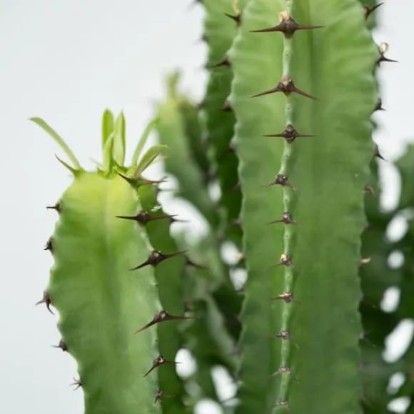Kandelabertræ - Sæt med 2 - Euphorbia ingens - Højde 50-60cm - ⌀17cm