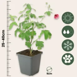Kapmalva - Sæt med 6 - Anisodontea capensis 'El Rayo' - Højde 25-40cm - ⌀9cm
