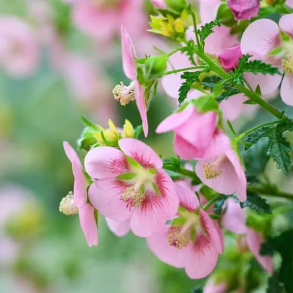 Kapmalva - Sæt med 6 - Anisodontea capensis 'El Rayo' - Højde 25-40cm - ⌀9cm