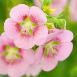 Kapmalva - Sæt med 6 - Anisodontea capensis 'El Rayo' - Højde 25-40cm - ⌀9cm