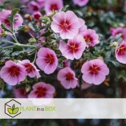 Kapmalva - Sæt med 6 - Anisodontea capensis 'El Rayo' - Højde 25-40cm - ⌀9cm
