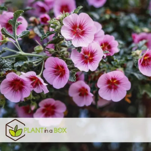 Kapmalva - Sæt med 6 - Anisodontea capensis 'El Rayo' - Højde 25-40cm - ⌀9cm
