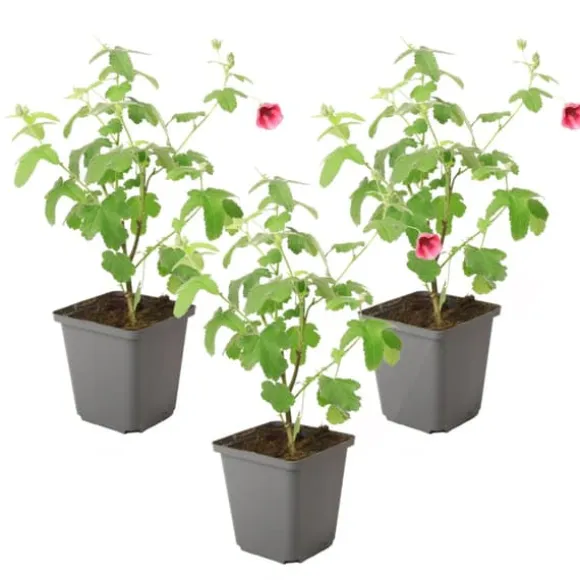 Kapmalva - Sæt med 3 - Anisodontea capensis 'El Rayo' - Højde 25-40cm - ⌀9cm