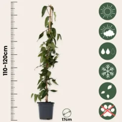 Kaprifolie - Lonicera henryi 'Copper Beauty' - Højde 110-120cm - ⌀17cm