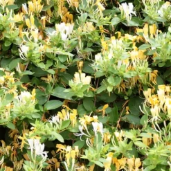Kaprifolie - Lonicera henryi 'Copper Beauty' - Højde 110-120cm - ⌀17cm