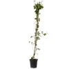Kaprifolie - Lonicera x Heckrotti 'American Beauty' - Højde 110-120cm - ⌀17cm
