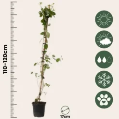 Kaprifolie - Lonicera x Heckrotti 'American Beauty' - Højde 110-120cm - ⌀17cm