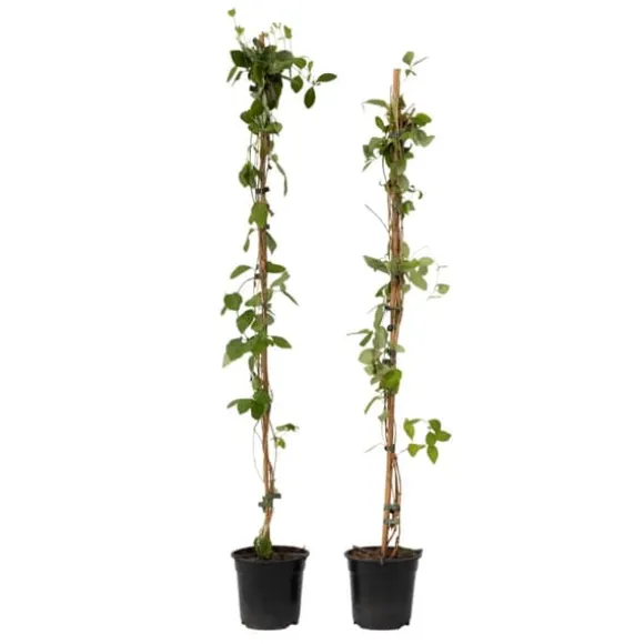 Kaprifolie - Sæt med 2 - Lonicera Heckrotti 'Beauty' - Højde 110-120cm - ⌀17cm