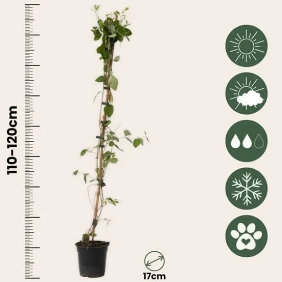Kaprifolie - Sæt med 2 - Lonicera Heckrotti 'Beauty' - Højde 110-120cm - ⌀17cm