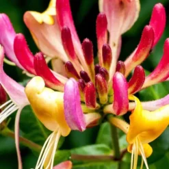 Kaprifolie - Sæt med 2 - Lonicera Heckrotti 'Beauty' - Højde 110-120cm - ⌀17cm