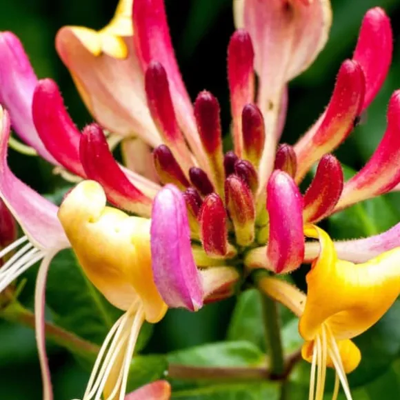 Kaprifolie - Sæt med 2 - Lonicera Heckrotti 'Beauty' - Højde 110-120cm - ⌀17cm
