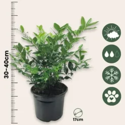 Kødbær - Sæt med 2 - Sarcococca 'Confusa' - Højde 30-40cm - ⌀17cm