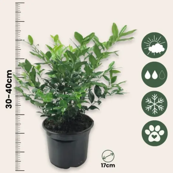 Kødbær - Sæt med 2 - Sarcococca 'Confusa' - Højde 30-40cm - ⌀17cm