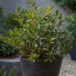 Kødbær - Sæt med 2 - Sarcococca 'Confusa' - Højde 30-40cm - ⌀17cm
