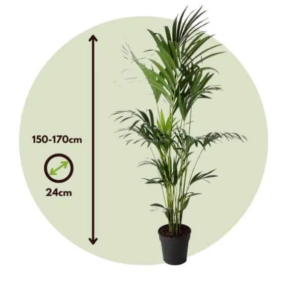 Kentiapalme - Howea forsteriana - Højde 150-170cm - ⌀24cm