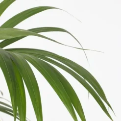 Kentiapalme - Howea forsteriana - Højde 150-170cm - ⌀24cm