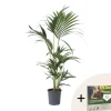 Kentiapalme - Howea forsteriana - Højde 90-100cm - ⌀18cm