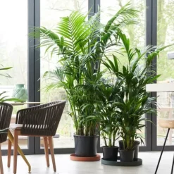 Kentiapalme - Howea forsteriana - Højde 90-100cm - ⌀18cm