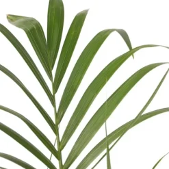 Kentiapalme - Howea forsteriana - Højde 130-140cm - ⌀21cm