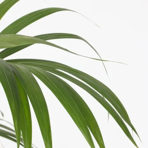 Kentiapalme - Howea forsteriana - Højde 130-140cm - ⌀21cm