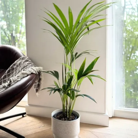 Kentiapalme - Howea forsteriana - Højde 90-100cm - ⌀18cm