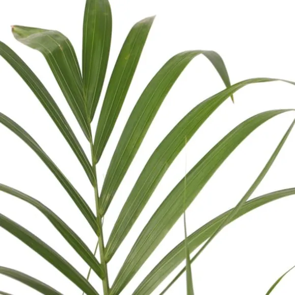 Kentiapalme - Howea forsteriana - Højde 90-100cm - ⌀18cm