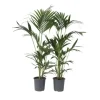 Kentiapalme - Sæt med 2 - Howea forsteriana - Højde 90-100cm - ⌀18cm