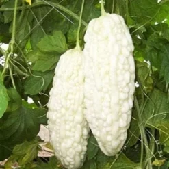 Kinesiske bittermelon hvide perlefrø til hjemmehave 10+ stk.