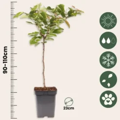 Kirsebærtræ - Prunus avium - Søde kirsebær - H.90-110cm - ⌀23cm