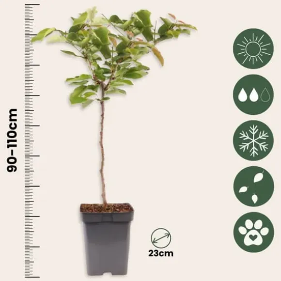 Kirsebærtræ - Prunus avium - Søde kirsebær - H.90-110cm - ⌀23cm