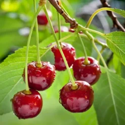 Kirsebærtræ - Prunus avium - Søde kirsebær - H.90-110cm - ⌀23cm