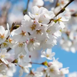 Kirsebærtræ - Prunus avium - Søde kirsebær - H.90-110cm - ⌀23cm