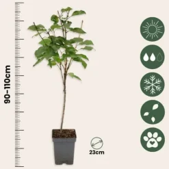 Kirsebærtræ - Prunus avium 'Stella' - Søde kirsebær - H.90-110cm - ⌀23cm