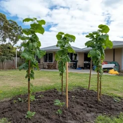 Kiwi plante - Sæt med 3 - Actinidia deliciosa 'Jenny' - Højde 20-40cm - ⌀9cm