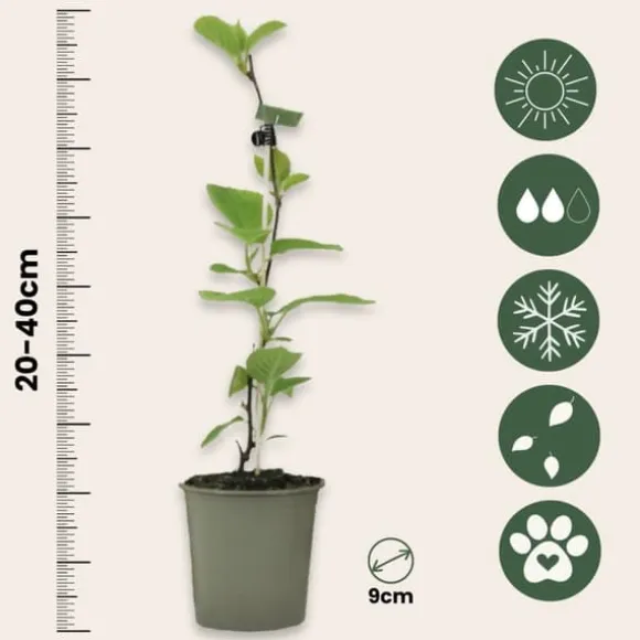 Kiwi plante - Sæt med 6 - Actinidia deliciosa 'Jenny' - Højde 20-40cm - ⌀9cm