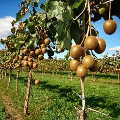 Kiwi plante - Sæt med 6 - Actinidia deliciosa 'Jenny' - Højde 20-40cm - ⌀9cm