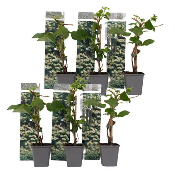 Klatrehortensia - Sæt 6 - Hydrangea anomale petiolaris - Højde 25-40cm - ⌀9cm
