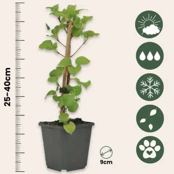 Klatrehortensia - Sæt 6 - Hydrangea anomale petiolaris - Højde 25-40cm - ⌀9cm