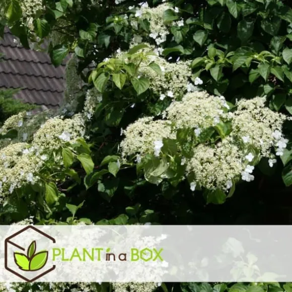 Klatrehortensia - Sæt 6 - Hydrangea anomale petiolaris - Højde 25-40cm - ⌀9cm